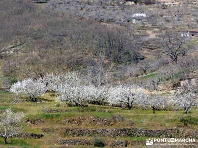 Cerezos en flor en el Valle del Jerte - manto blanco en el Jerte;san sebastian de los reyes rutas ra